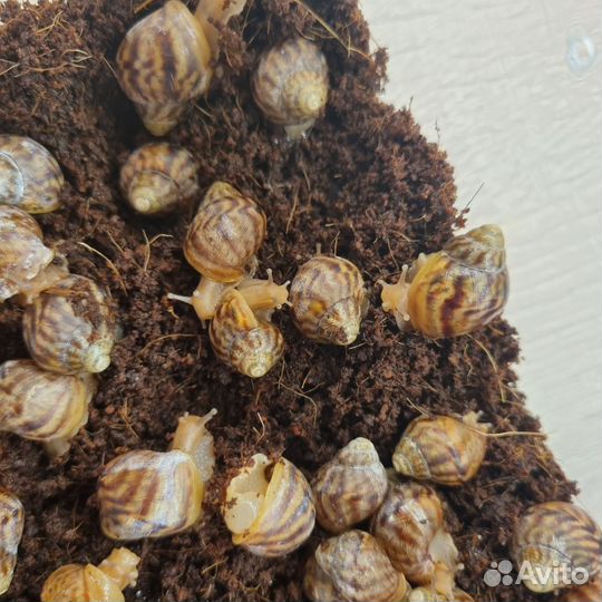 Улитки ахатины