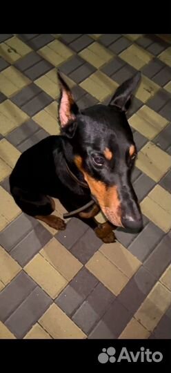 Доберман