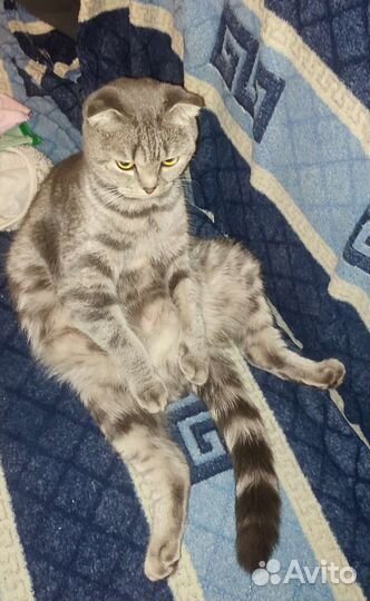 Шотландская кошечка