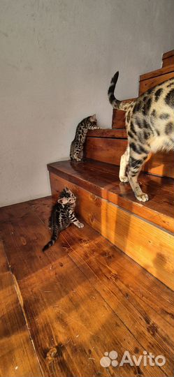 Бенгальские котята