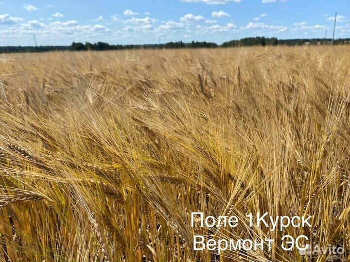 Семена ячменя сорт Вермонт (KWS)