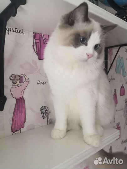 Замечательный котенок Ragdoll