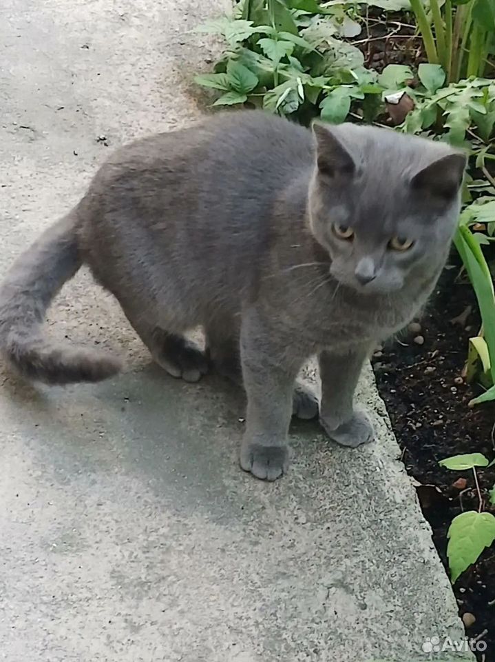 Котёнок в добрые руки, Липецк