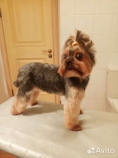 Стрижка собак, кошек у вас дома (любой адрес)