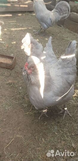 Инкубационное яйцо араукана лаванда