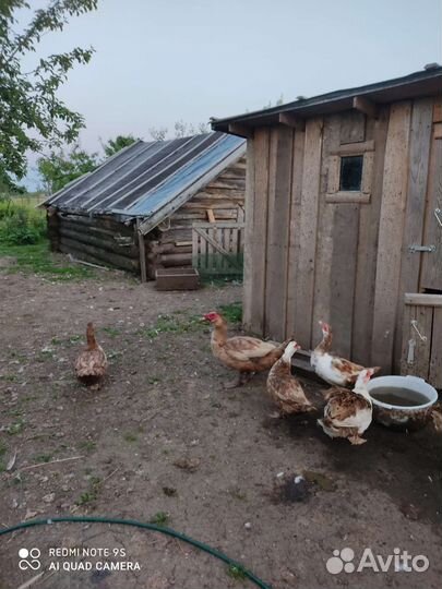 Индоутка наседка Гусак