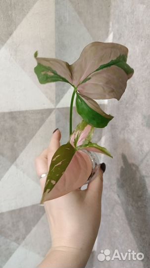 Кротон сингониум филодендрон аглаонема