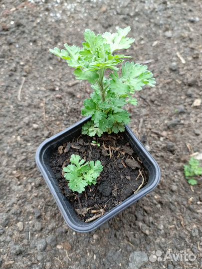 Хризантема Мишель