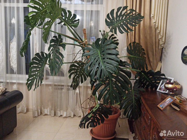 Комнатные цветы