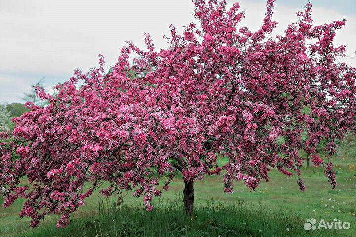 Яблоня недзвецкого