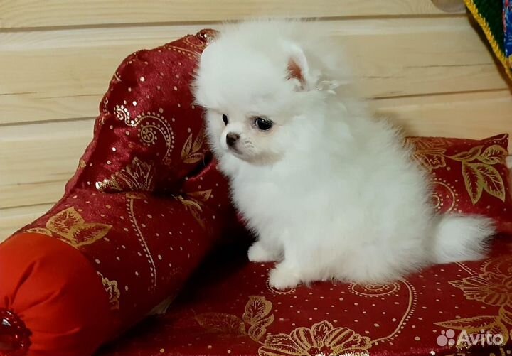 Белый мини померанчик