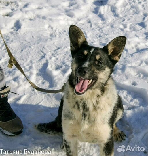 Лапочка-собачка ждёт заботливого хозяина)