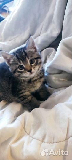 Котята мейн-кун помесь