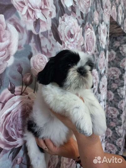 Щенки Ши-тцу