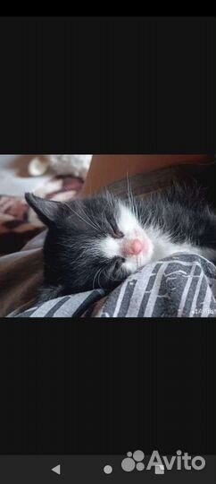 Любимый котенок