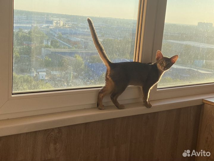 Абиссинский кот