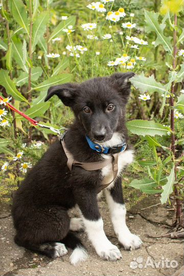 Черный щенок метис овчарки Рада в добрые руки