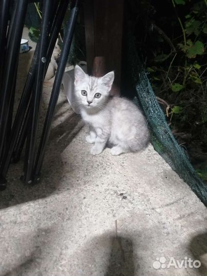 Кошка в дар бесплатно