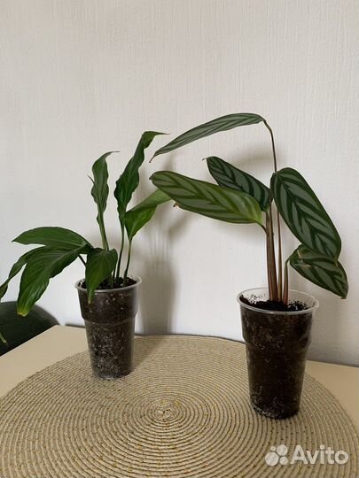 Спатифиллум