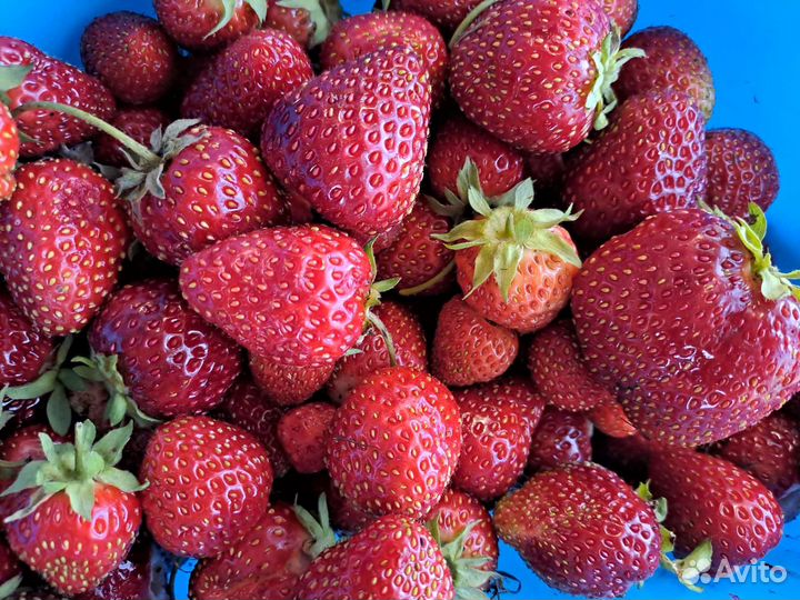 Рассада клубники укорененная