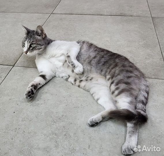 Кошка в добрые руки бесплатно серая