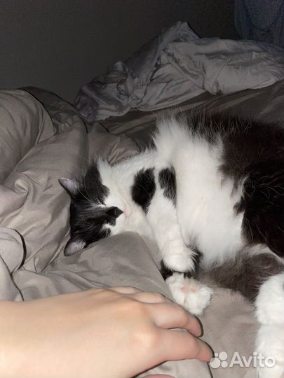 Кошка девочка 2 года