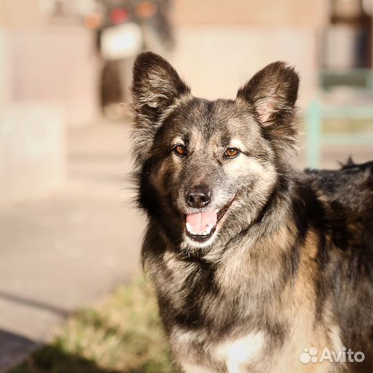 Красавчик Вальтер В Дар В Добрые Руки