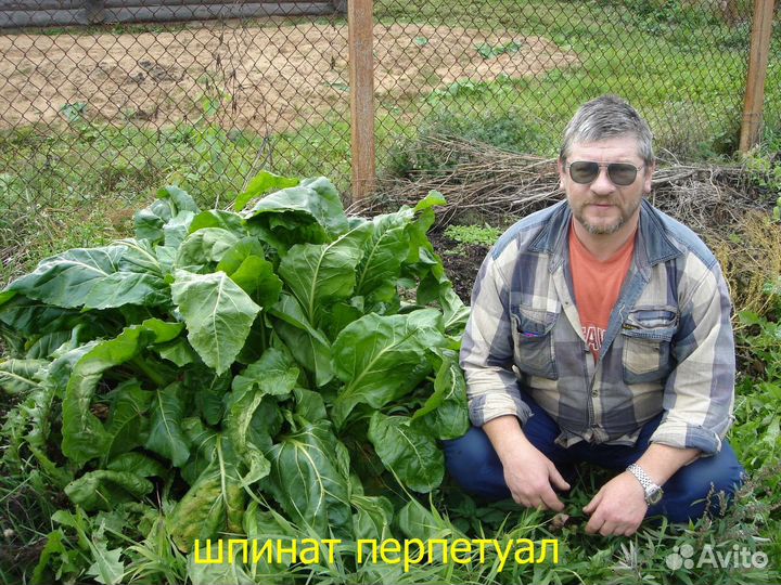 Семена нестрелкующегося шпината Перпетуал