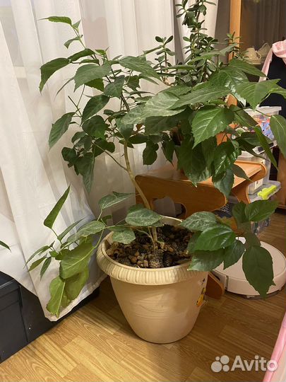 Китайская роза