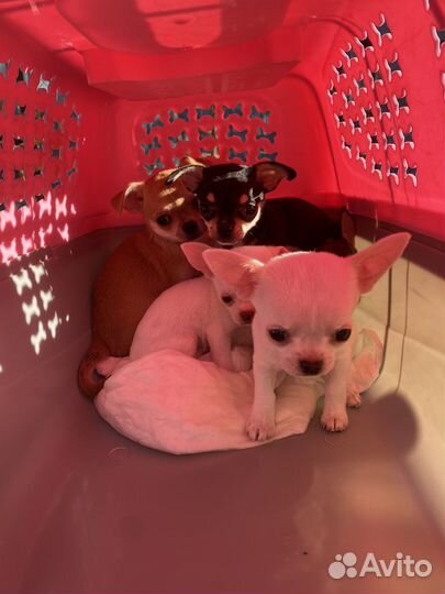 Мини той-терьер