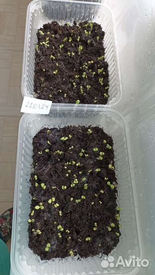 Клематисы, гортензия Самарская Лидия