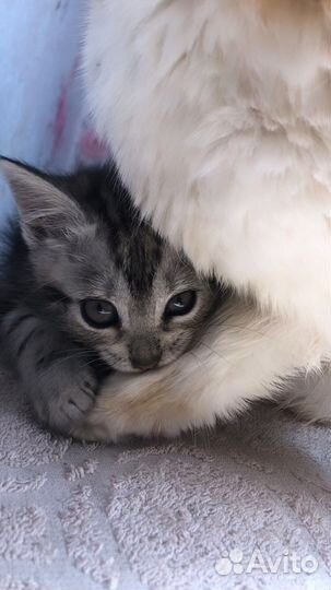 Кошка в дар