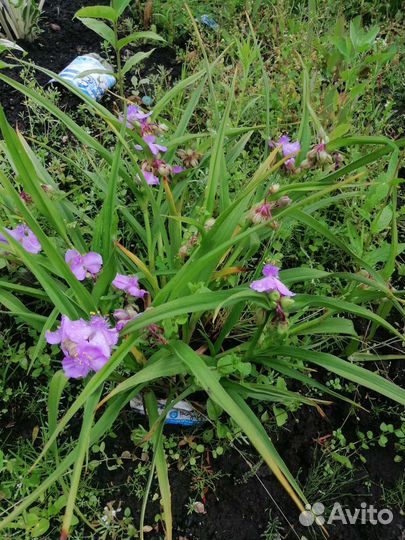 Традесканция садовая большой куст