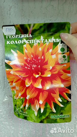 Продам сортовые клубневые георгины