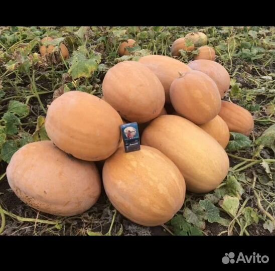 Тыква Дружелюбная