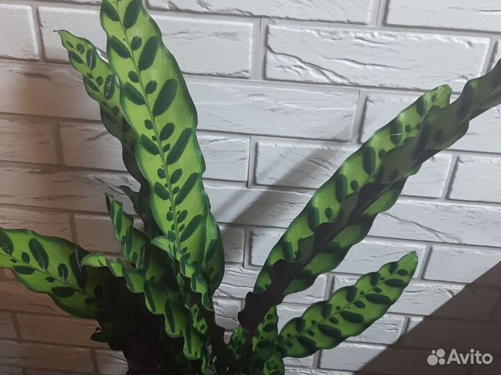 Калатея Лансифолия