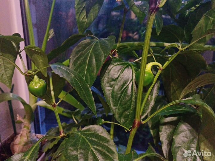 Острый перец в горшке