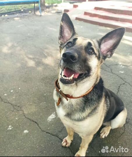 Метис восточноевропейской овчарки