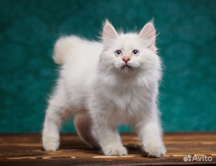 Шикарный котик