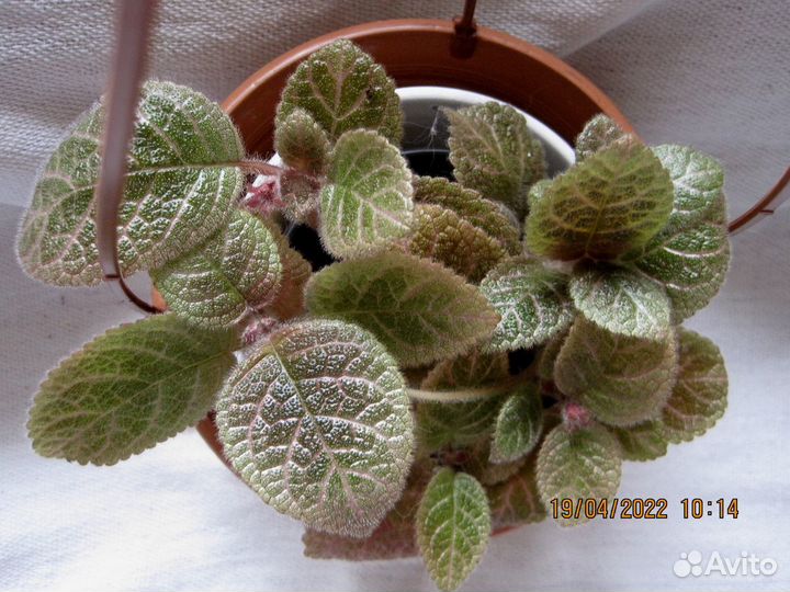 Коллекционные эписции