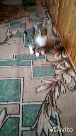 Отдам котяток в добрые руки