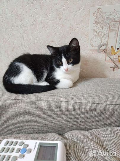 Котенок в добрые руки