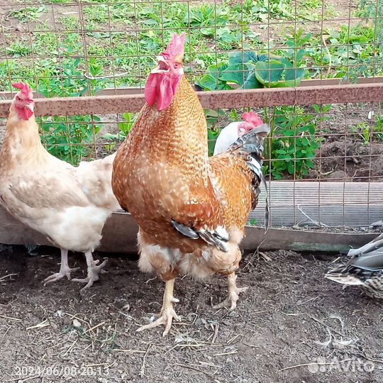 Продам петуха