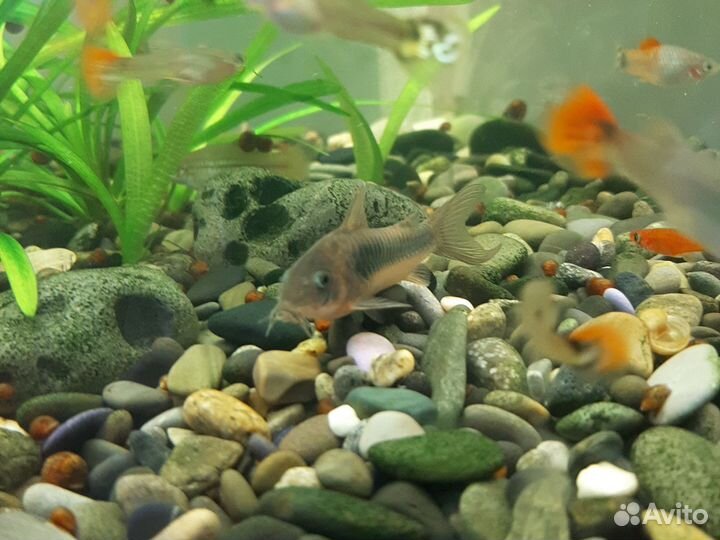 Аквариумные рыбки