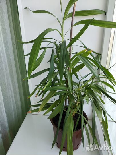 Продаю домашний цветок в глиняном горшке