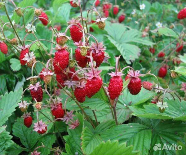 Ремонтантная, кустовая земляника крупная, до мороз