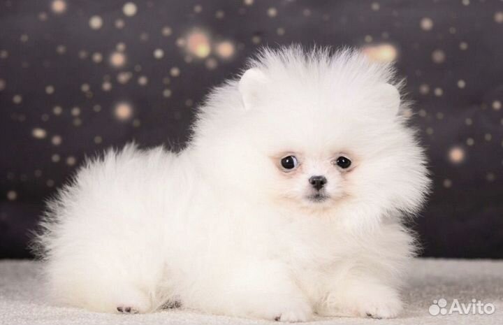 Шпиц для фотосессии