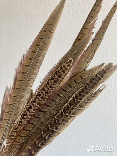 Перья фазана кавказского охотничьего