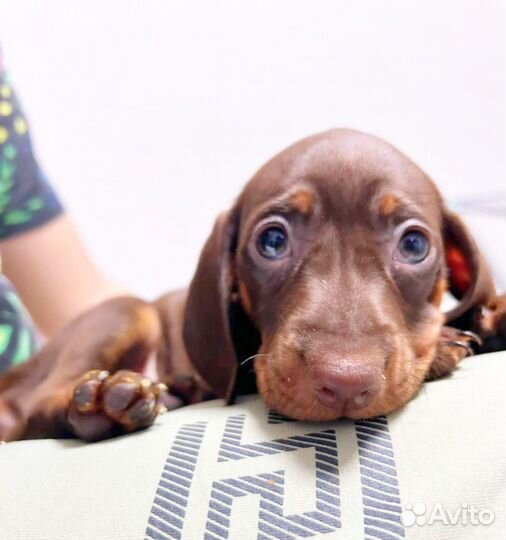 Щенок таксы