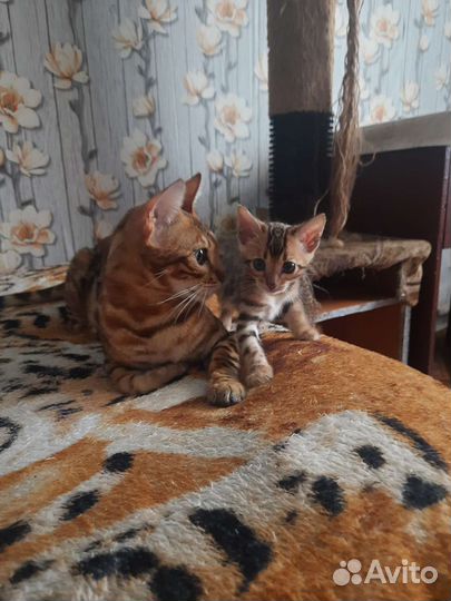 Бенгальские котята